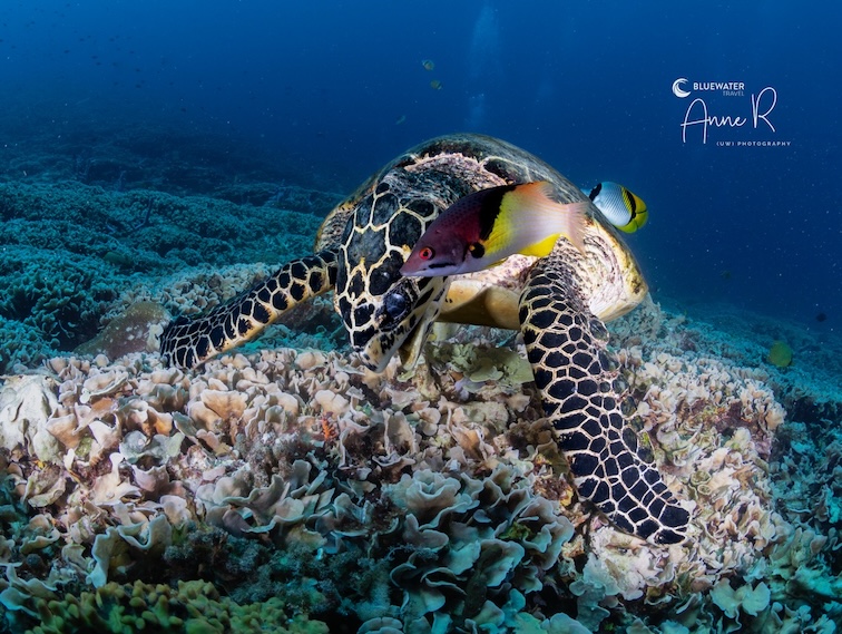 A sea turtle munches on some coral