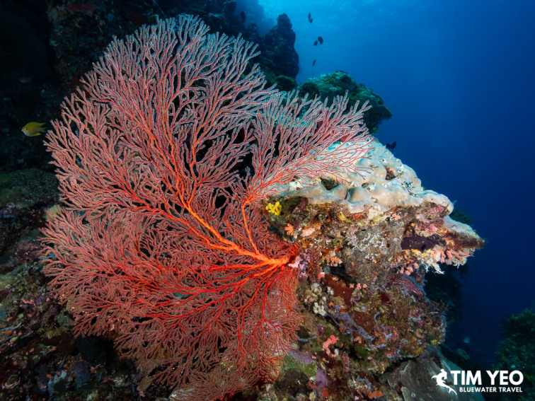 Large red sea fan on the reef at Kormurum, Solomon Islands