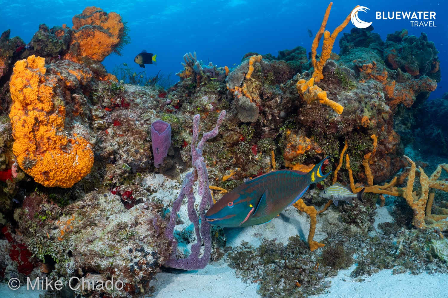 Giant parrotfish