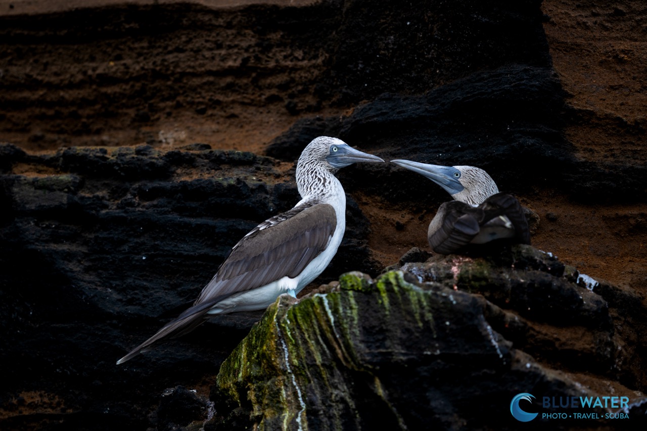 A couple of blue-footed boobies in the Galapagos