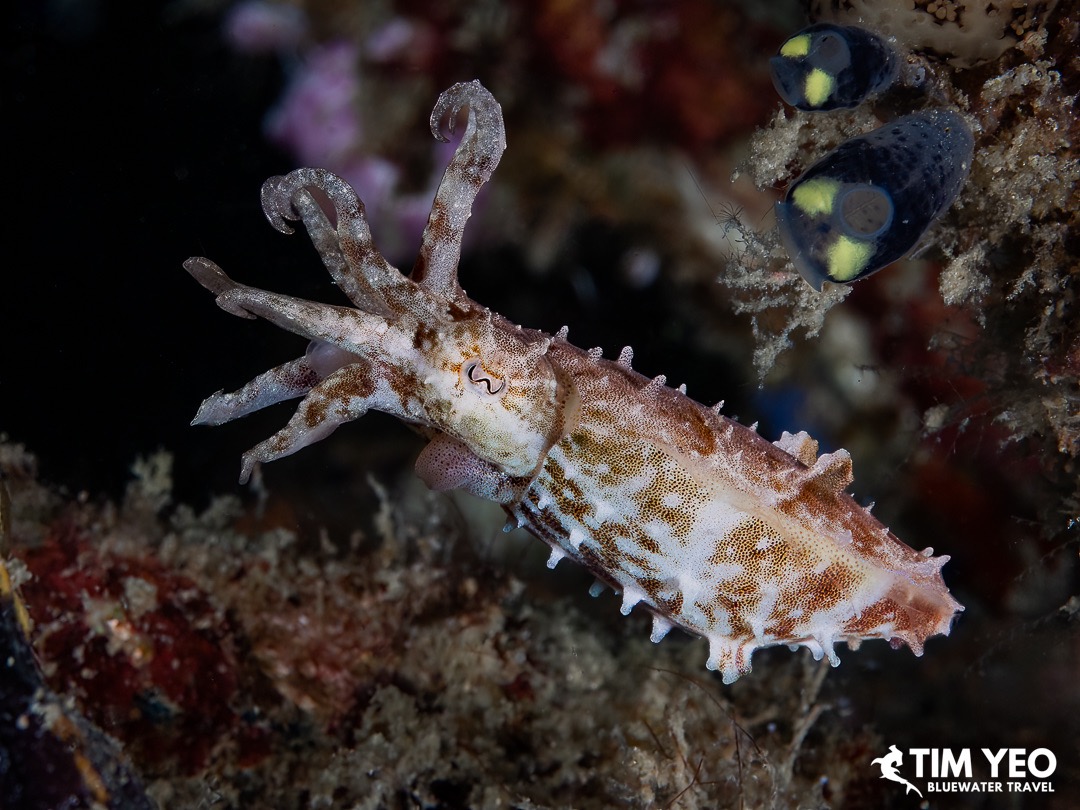 A pygmy cuttlefish