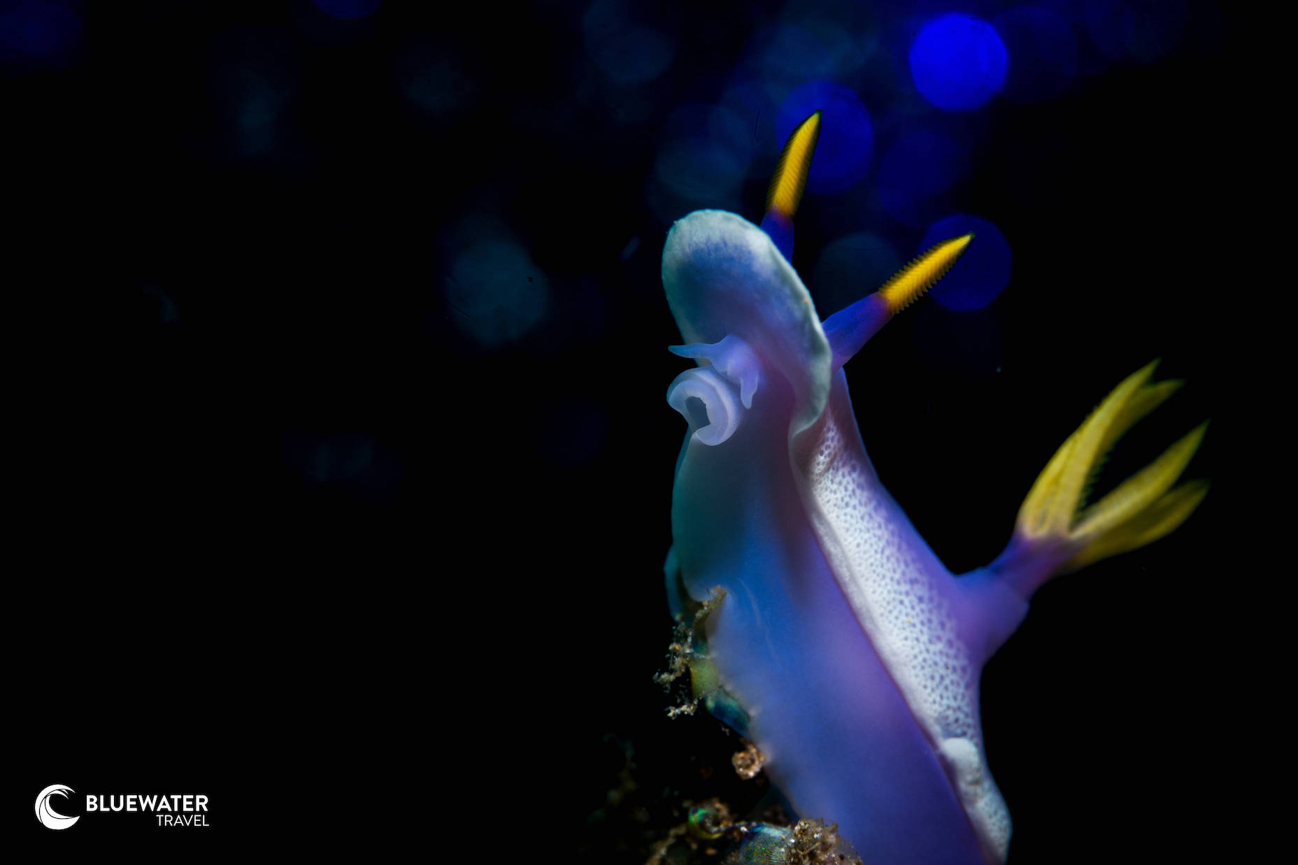 A blue nudibranch with yellow-tipped rhinophores