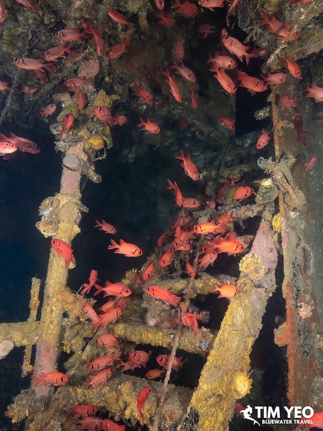 Amazing structures of the Blue Liberty Wreck