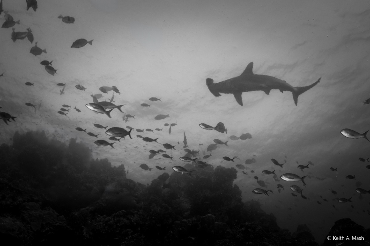 A hammerhead swims off into the distance
