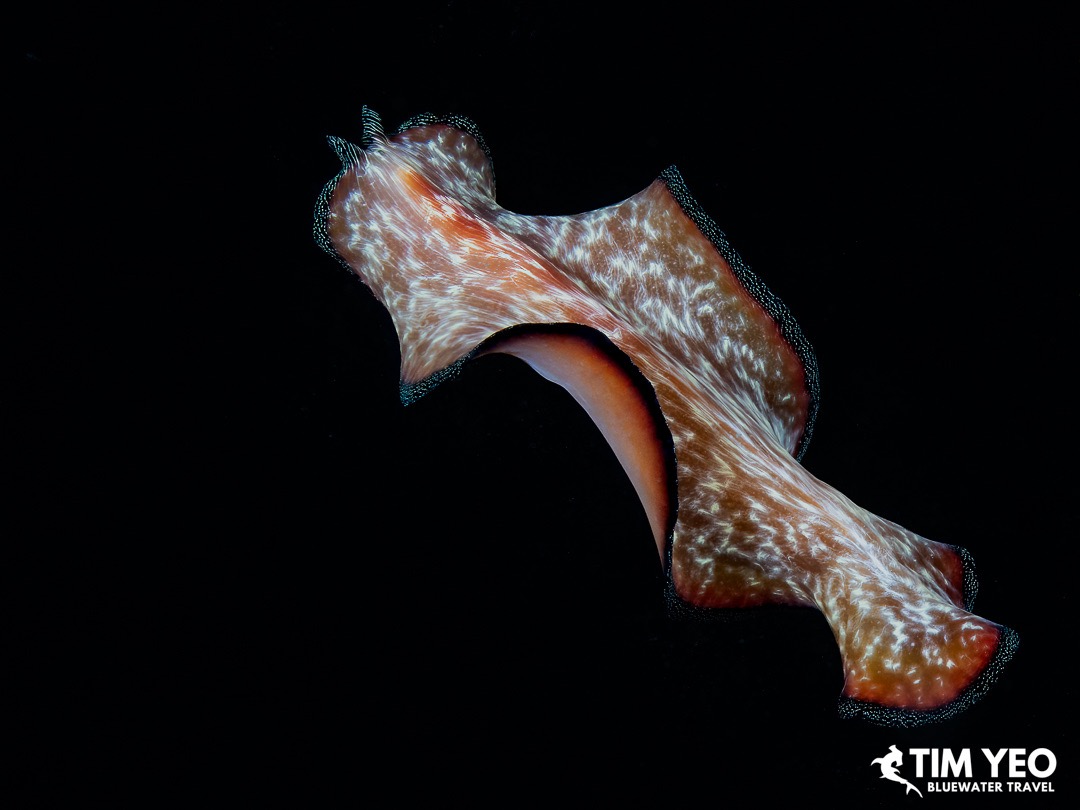 A marine flatworm in blackwater