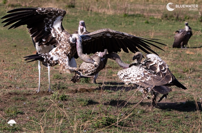 A group of vultures
