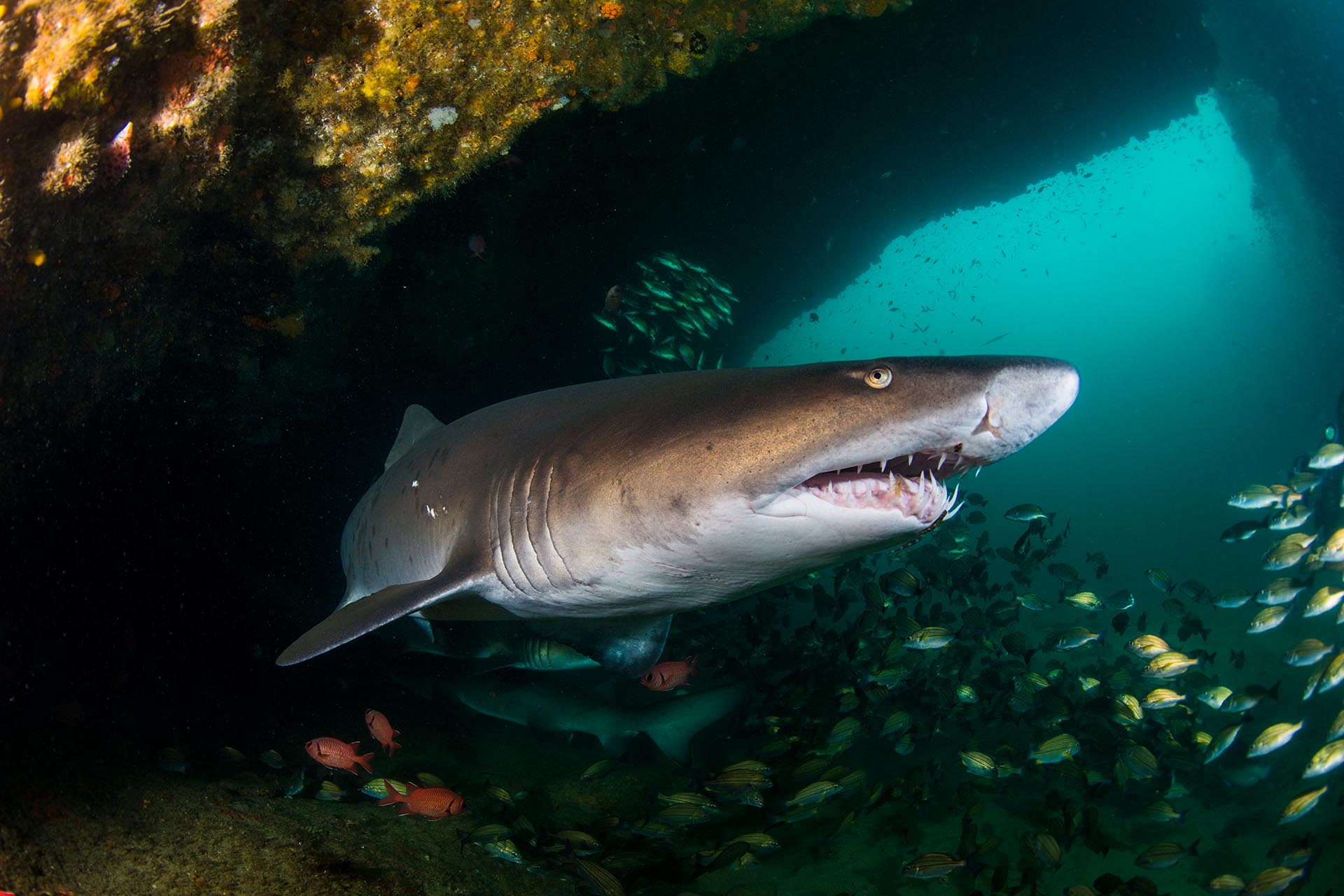 Sand tiger or ragged-tooth shark in South Africa photographed by Anthony Grote